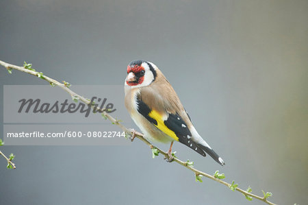 Close-up of European Goldfinch (Carduelis carduelis) in Early Spring, Styria, Austria Close-up of European Goldfinch (Carduelis carduelis) in Early Spring, Styria, Austria