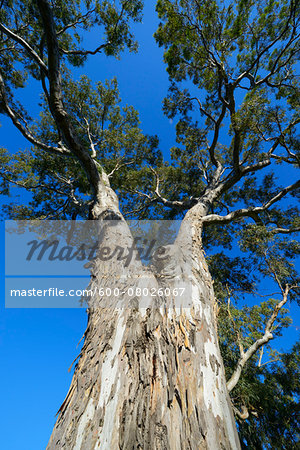 Eucalyptus Tree, Adelaide, South Australia, Australia