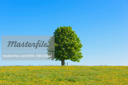 Chestnut Tree in Spring, Nieder-Moos, Vogelsberg District, Hesse, Germany