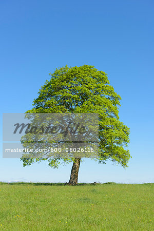 Oak Tree in Spring, Freiensteinau, Vogelsberg District, Hesse, Germany, Europe