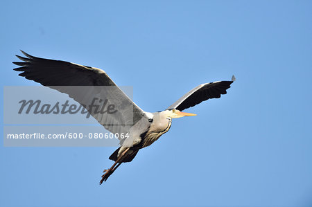 Close-up of a Grey heron (Ardea cinerea) flying around in spring, Bavaria, Germany