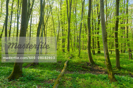 European Beech Forest (Fagus sylvatica) in Spring, Hesse, Germany
