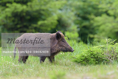 Female Wild Boar (Sus scrofa), Spessart, Bavaria, Germany