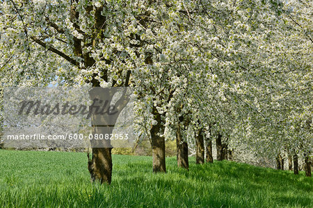 Row of Cherry Trees Blossoming in Meadow in Spring. Baden Wurttemberg, Schwarzwald, Germany
