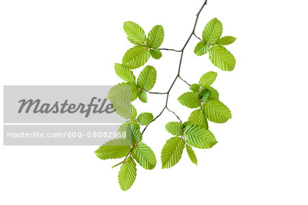 Branch of European Hornbeam (Carpinus betulus) on White Background, Studio Shot