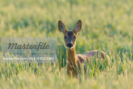 Female Western Roe Deer (Capreolus capreolus) in Corn Field, Hesse, Germany