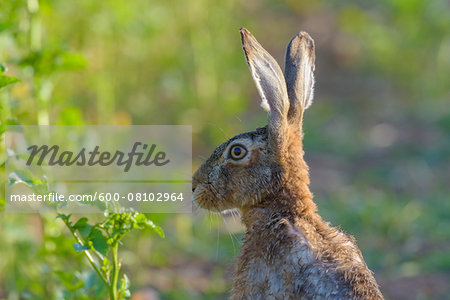European Brown Hare (Lepus europaeus) in Summer, Hesse, Germany