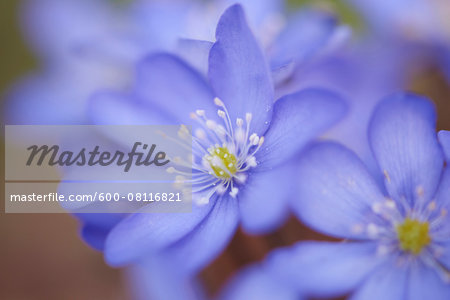 Close-up of Common Hepatica (Anemone hepatica) in early spring, Germany