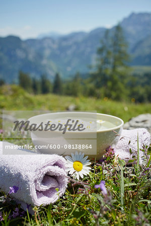 Oxeye Daisy by Bowl with Water and Chamomile, Strobl, Salzburger Land, Austria