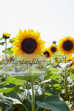 Field of Sunflowers in Summer, Carinthia, Austria