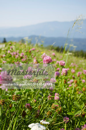Flower Field with Clover in Summer, Carinthia, Austria