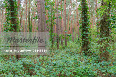 Pine Forest with Climbers, Hesse, Germany