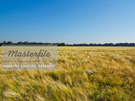 Wheat field with blue sky, Germany Wheat field with blue sky, Germany