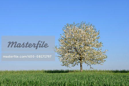 Cherry Tree in blossom in meadow, spring. Baden Wuerttemberg, Schwarzwald, Germany. Cherry Tree in blossom in meadow, spring. Baden Wuerttemberg, Schwarzwald, Germany.