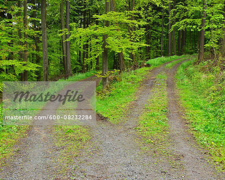 Forked Road in Forest in Spring, Walldurn, Neckar-Odenwald-District, Odenwald, Baden-Wurttemberg, Germany