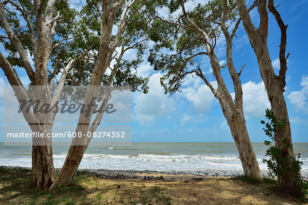 Eucalyptus Trees on Beach, Captain Cook Highway, Queensland, Australia