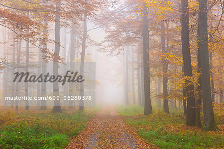 Path through Misty European Beech (Fagus sylvatica) Forest in Autumn, Spessart, Bavaria, Germany