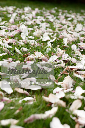 Fallen Magnolia Flower Petals on Lawn