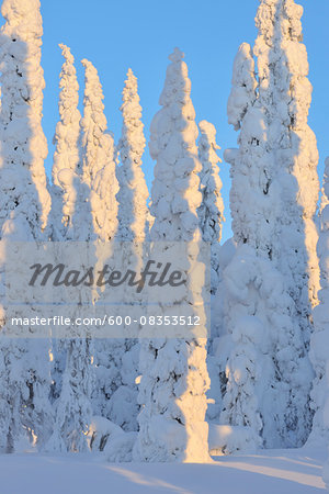 Snow Covered Spruce Trees in Winter, Niskala, Kuusamo, Nordoesterbotten, Finland