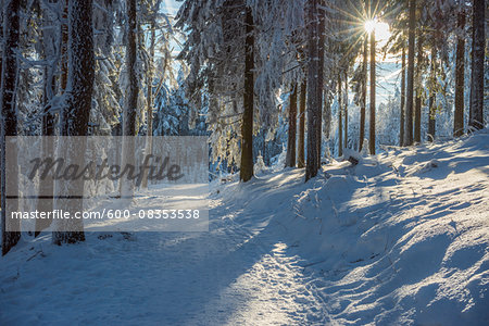 Snow Covered Winter Forest with Path and Sun, Grosser Feldberg, Frankfurt, Taunus, Hesse, Germany