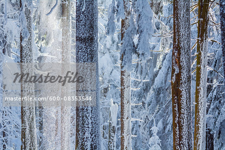 Snowy Coniferous Forest in Winter, Grosser Feldberg, Frankfurt, Taunus, Hesse, Germany