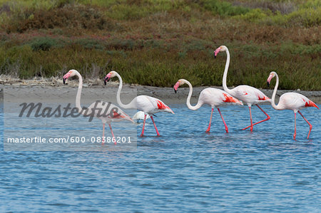 Greater Flamingos (Phoenicopterus roseus), Saintes-Maries-de-la-Mer, Parc Naturel Regional de Camargue, Languedoc-Roussillon, France