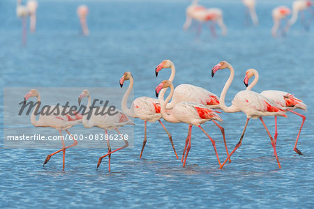 Greater Flamingos (Phoenicopterus roseus), Saintes-Maries-de-la-Mer, Parc Naturel Regional de Camargue, Languedoc-Roussillon, France Greater Flamingos (Phoenicopterus roseus), Saintes-Maries-de-la-Mer, Parc Naturel Regional de Camargue, Languedoc-Roussillon, France