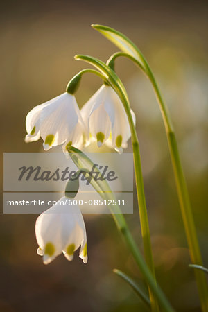 Close-up of Spring Snowflake (Leucojum vernum) Blooming in Spring, Upper Palatinate, Bavaria, Germany