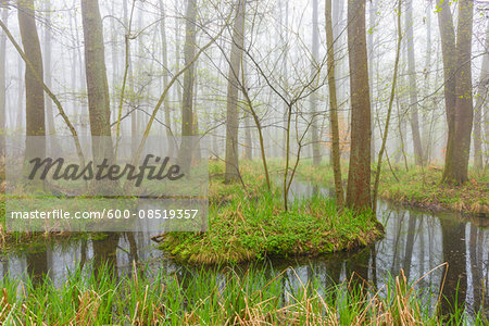 Black Alders (Alnus glutinosa) in Wetland in Early Spring, Hesse, Germany