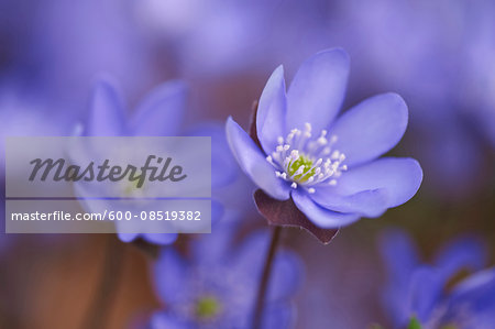 Close-up of Common Hepatica (Anemone hepatica) Blossoms in Forest in Spring, Bavaria, Germany