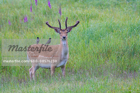 Male Fallow Deer (Cervus dama) with Starlings on it's Back, Hesse, Germany