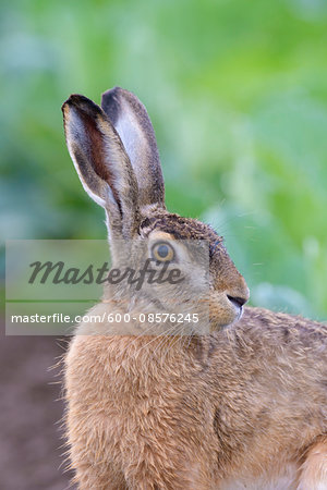 European Brown Hare (Lepus europaeus), Hesse, Germany
