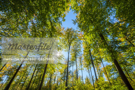 View looking-up into Beech treetops with Sun in Early Fall, Spessart, Bavaria, Germany