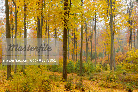 Colorful Autumn Forest, Spessart, Bavaria, Germany