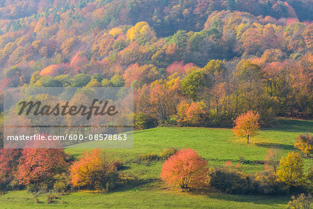 Countryside with Colorful Cherry Trees in Autumn, Bessenbach, Spessart, Bavaria, Germany