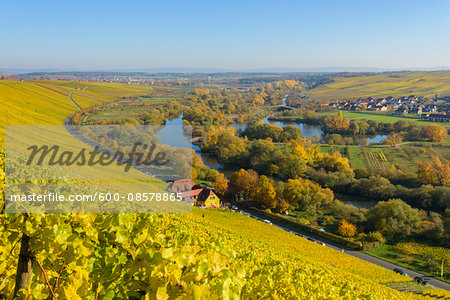 River Landscape with Colorful Vineyards in Autumn, Volkach, Nordheim, Alte Mainschleife, Mainfranken, Franconia, Bavaria, Germany River Landscape with Colorful Vineyards in Autumn, Volkach, Nordheim, Alte Mainschleife, Mainfranken, Franconia, Bavaria, Germany