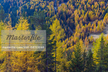 Autumnal Forest, Castello, Cernadoi, Passo di Falzarego, Veneto, Dolomites, Italy