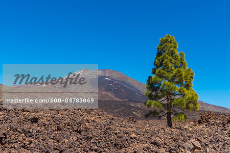 Pico del Teide Mountain with Pine Tree in Parque Nacional del Teide, Tenerife, Canary Islands, Spain