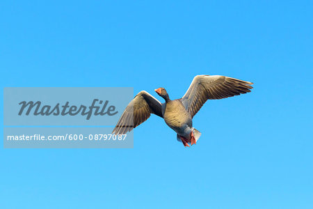 Low Angle View of Greylag Goose (Anser anser) Flying, Hesse, Germany