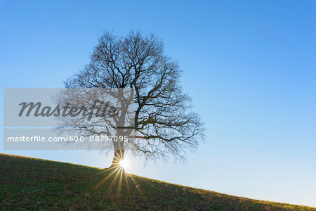 Old Oak Tree in Winter, Odenwald, Hesse, Germany