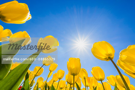 Yellow Tulips with Sun in Spring, Abbenes, North Holland, Netherlands