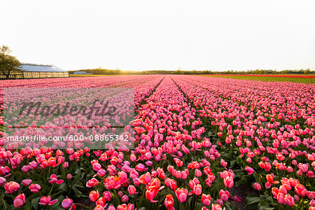 View over Pink Tulip Fields at Sunset in Spring, Ruigenhoek, South Holland, Netherlands