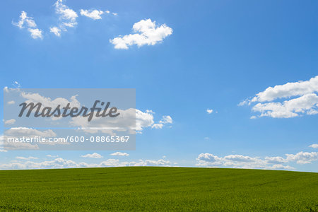 Grainfield with Sky and Clouds in Spring, Baden-Wurttemberg, Germany