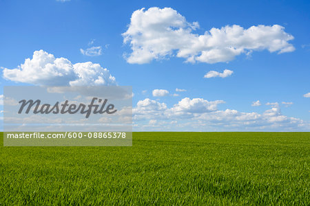 Grainfield with Sky and Clouds in Spring, Schwarzenbronn, Baden-Wurttemberg, Germany