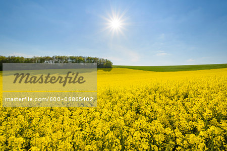 Canola Field with Sun in Spring, Birkenfeld, Franconia, Bavaria, Germany