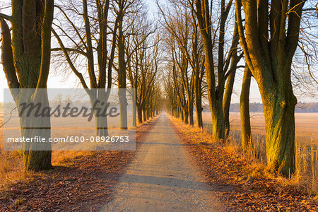 Chestnut tree-lined road in early morning light in February in Hesse, Germany