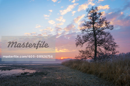 Wetlands Landscape and backlit tree at Sunrise in February in Hesse, Germany