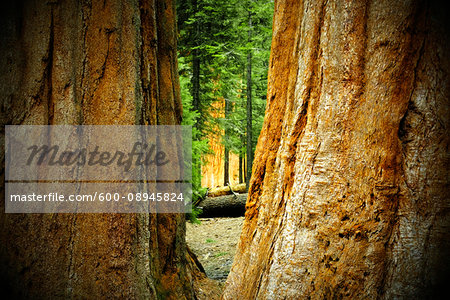View of forest between two large, sequoia tree trunks in Northern California, USA