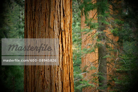 Close-up of sequoia tree trunks in forest in Northern California, USA