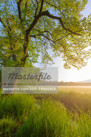 Springtime landscape with tree branch hanging over grassy field with mist and golden sunlight in Hesse, Germany Springtime landscape with tree branch hanging over grassy field with mist and golden sunlight in Hesse, Germany